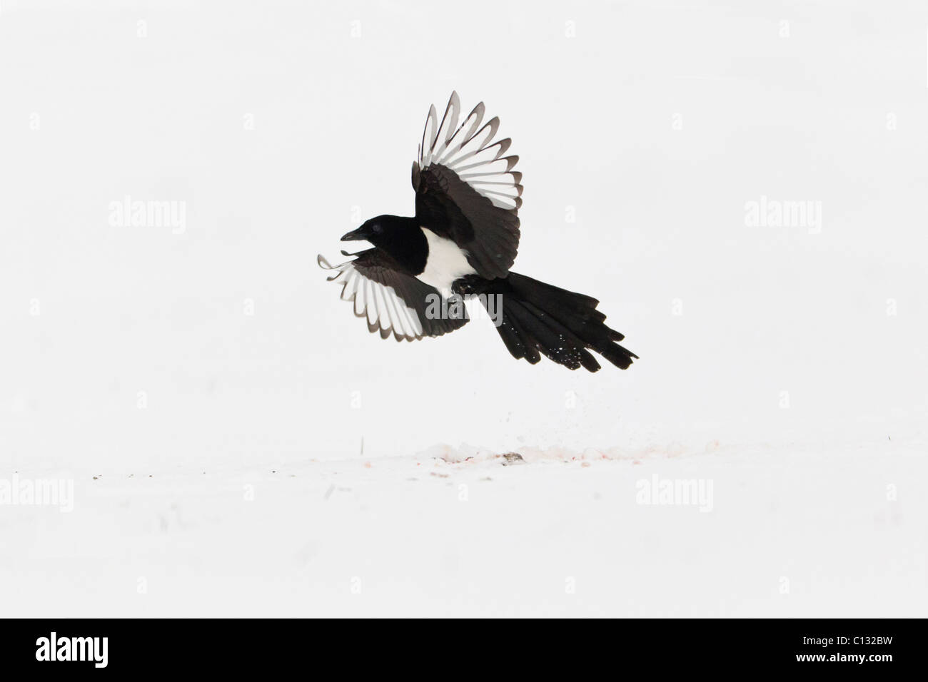 Common Magpie (Pica pica), in flight, winter Stock Photo
