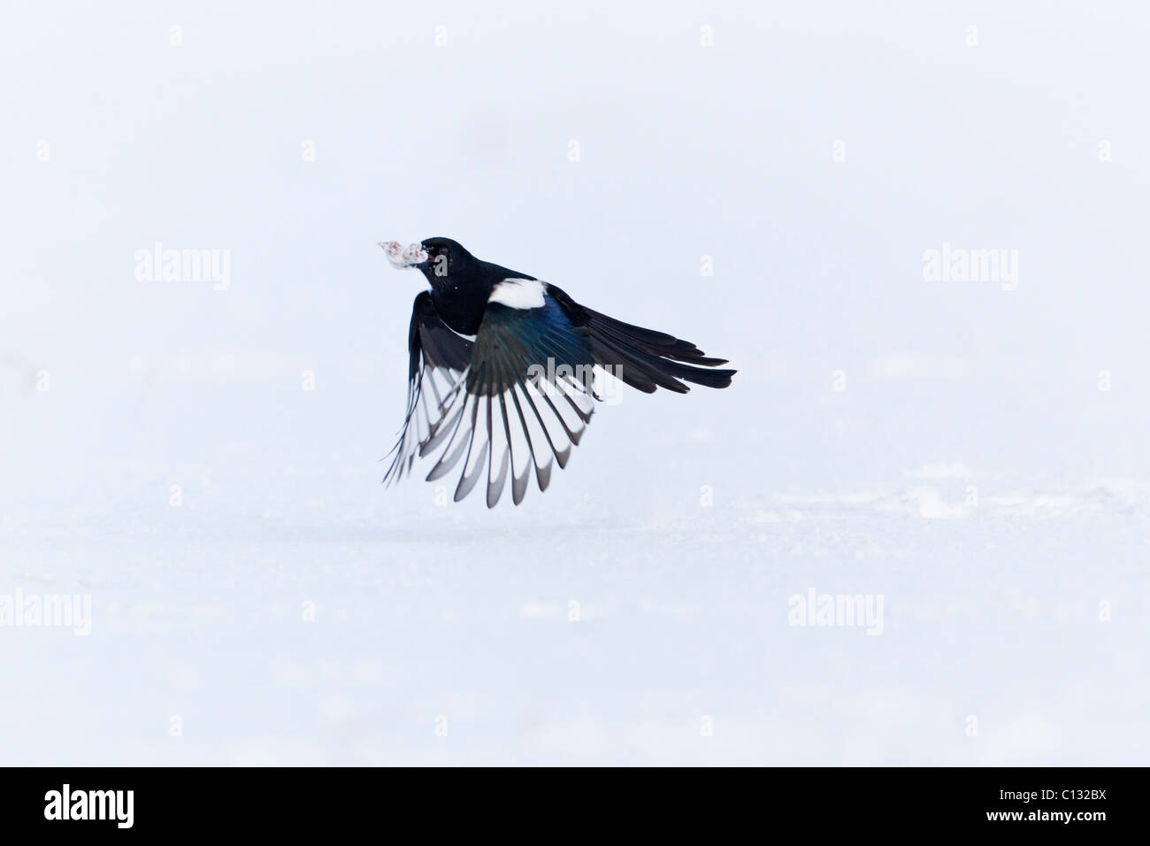 Common Magpie (Pica pica), in flight with food in beak, winter Stock Photo