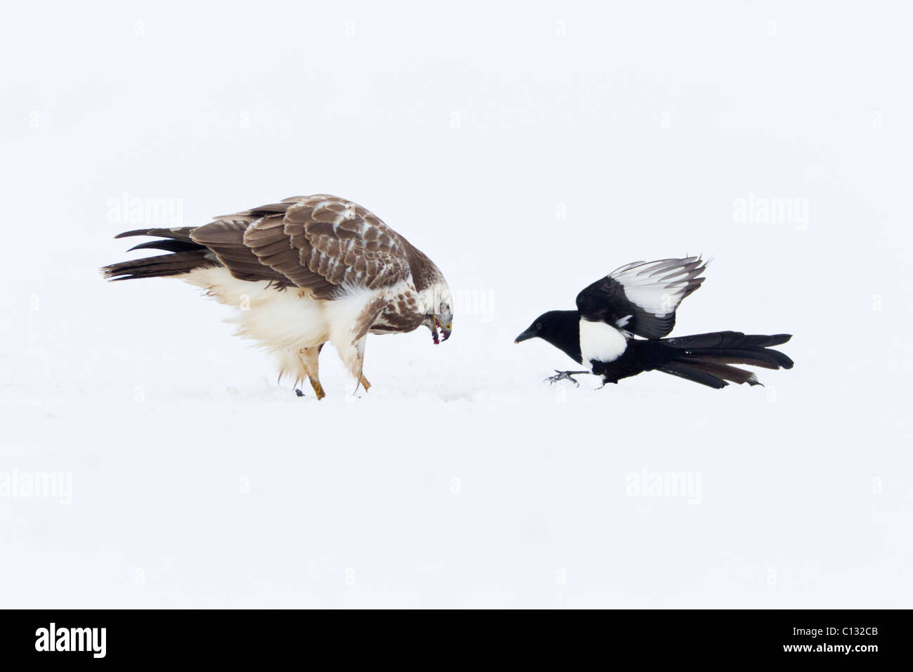 Common Buzzard (Buteo buteo), feeding on carrion and being harassed by Common Magpie (Pica pica) Stock Photo