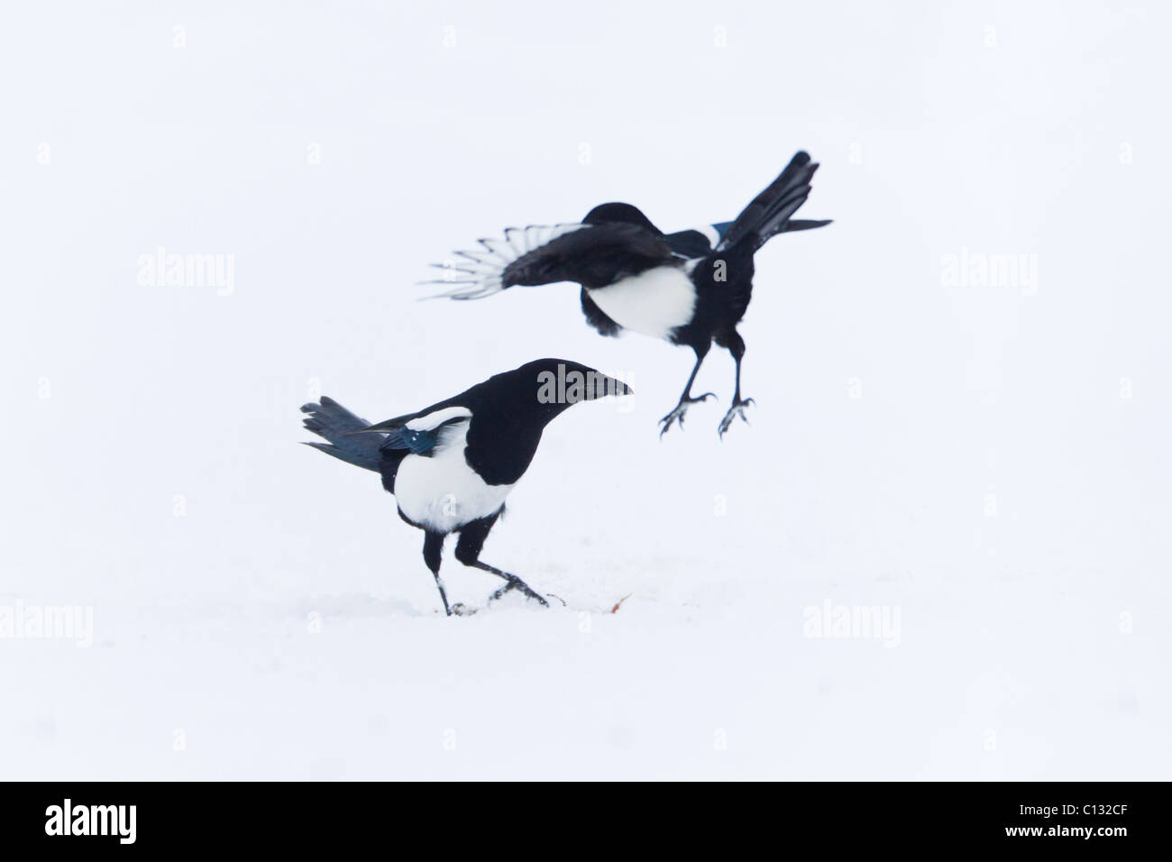 Common Magpies (Pica pica), showing social behaviour, on snow covered field in winter Stock Photo