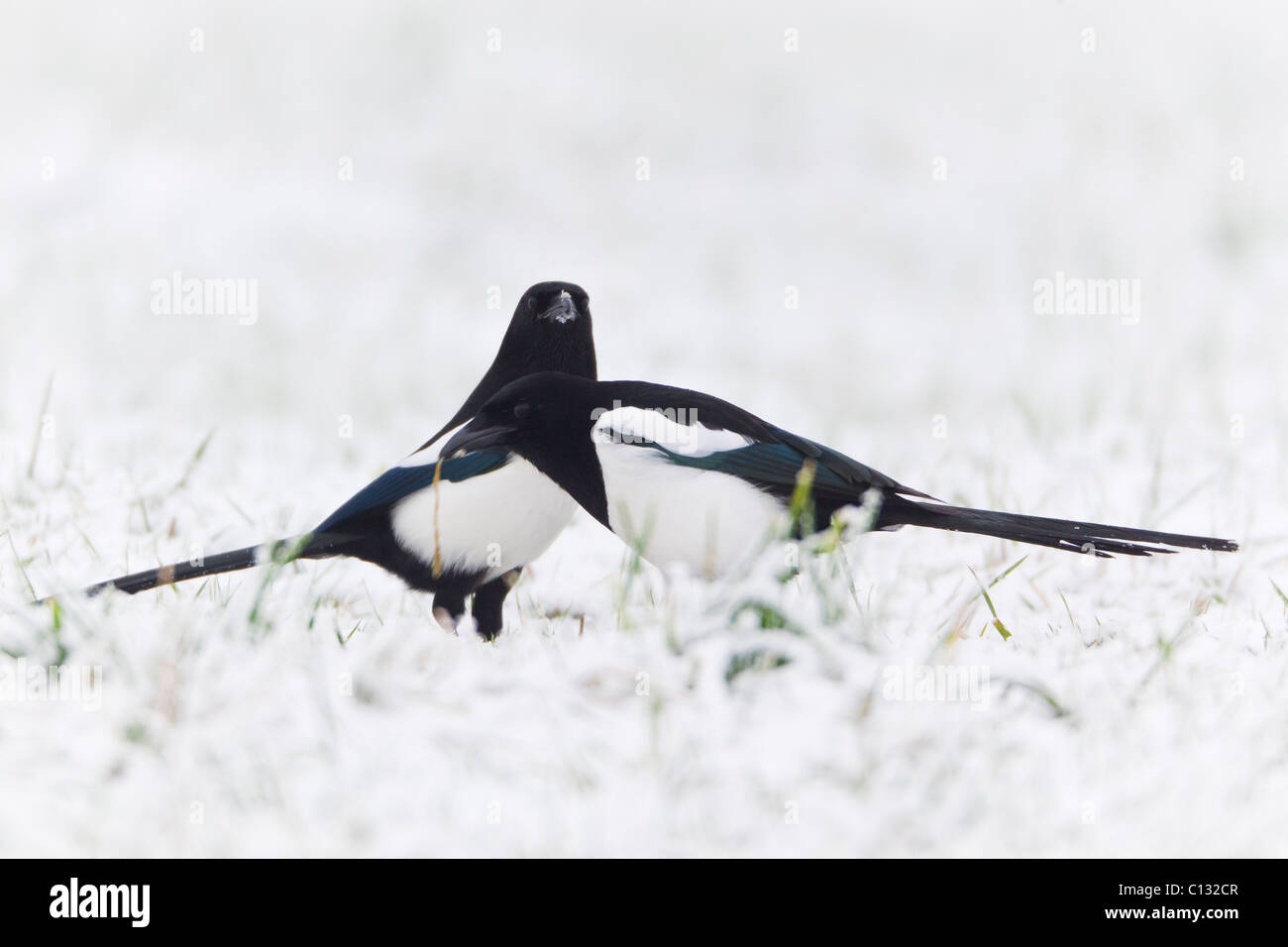 Common Magpies (Pica pica), feeding on snow covered field in winter Stock Photo