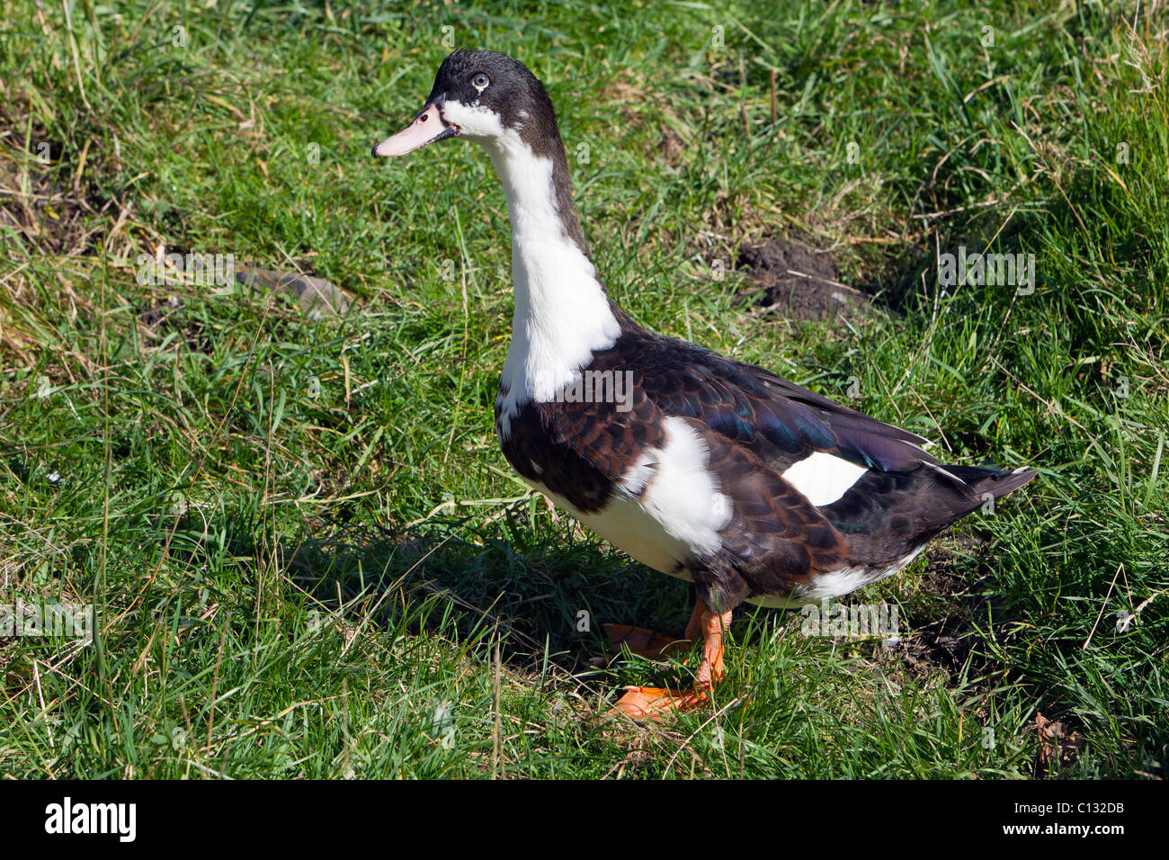Muscovy Duck, on field, Northumberland, England Stock Photo Alamy