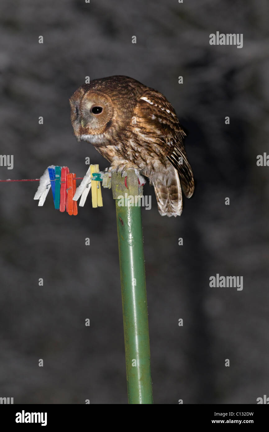 Tawny Owl (Strix aluco), perched on washing line post in garden at night Stock Photo
