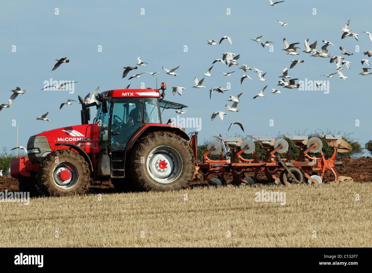 Seagulls, (Larus sp.), following tractor with plough, autumn, Northumberland, England Stock Photo
