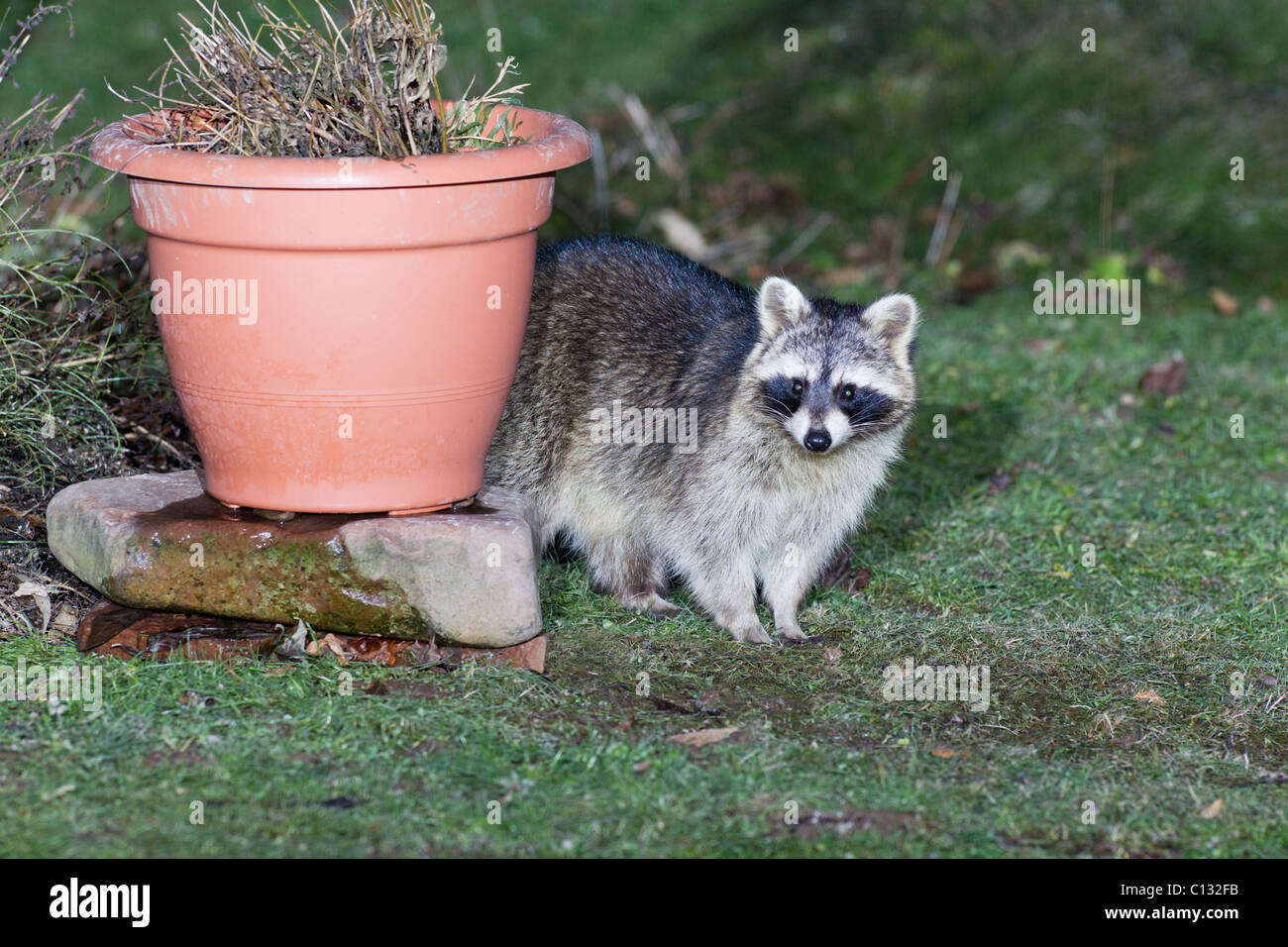 Raccoon (Procyon lotor), searching for food beside garden plant pot Stock Photo