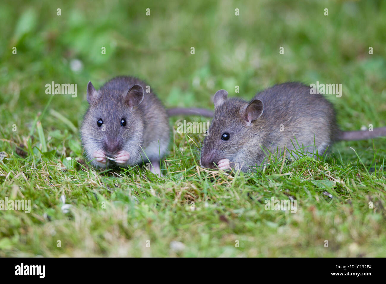 Brown Rats (Rattus norvegicus), baby animals feeding on birdseed in garden, Loer Saxony, Germany Stock Photo