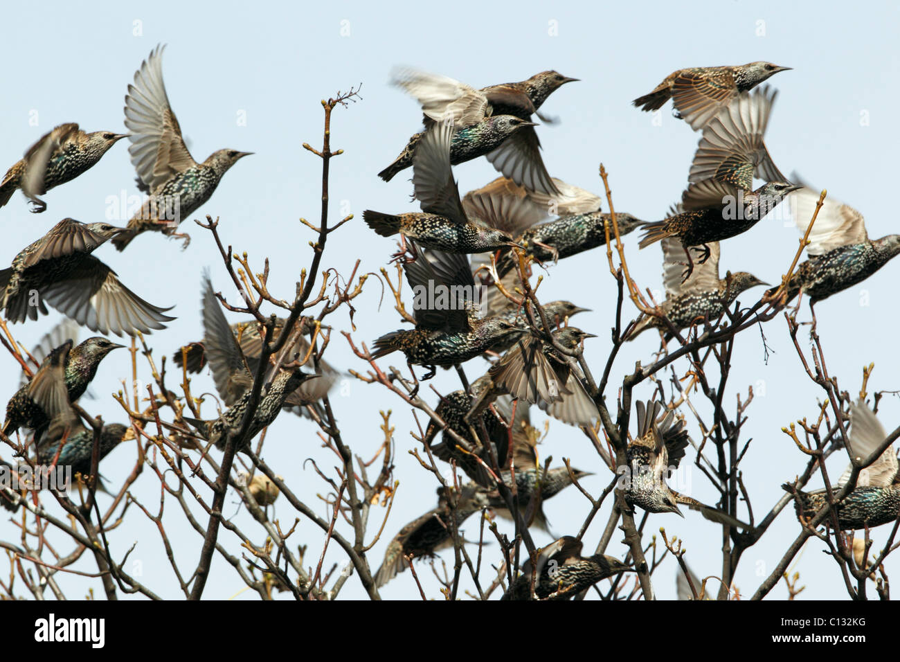 Starling (Sternus vulgaris), flock taking off from tree top, Northumberland, England Stock Photo