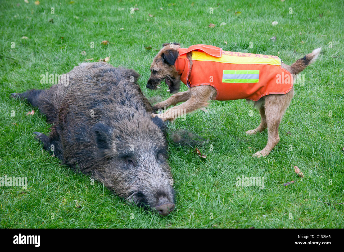 is hog hunting with dogs legal