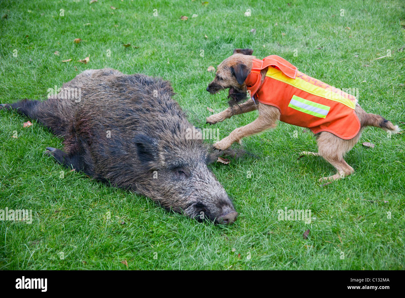 Westfalen Terrier, hunting dog with shot wild boar, Lower Saxony, Germany Stock Photo