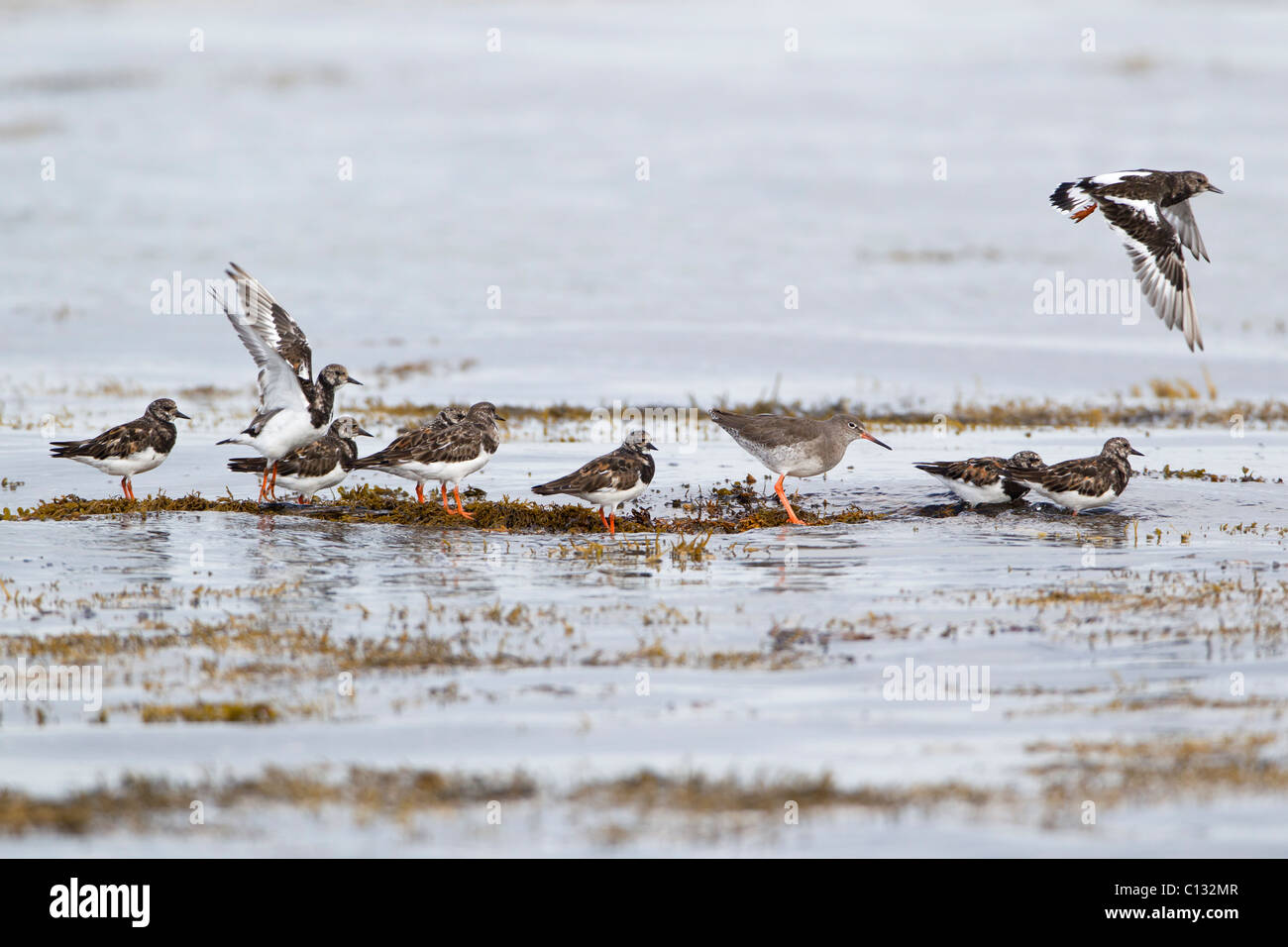 Turnstone (Arenaria interpres), and Redshank (Tringa totanus), waders resting on seaweed in sea, autumn, Northumberland, England Stock Photo