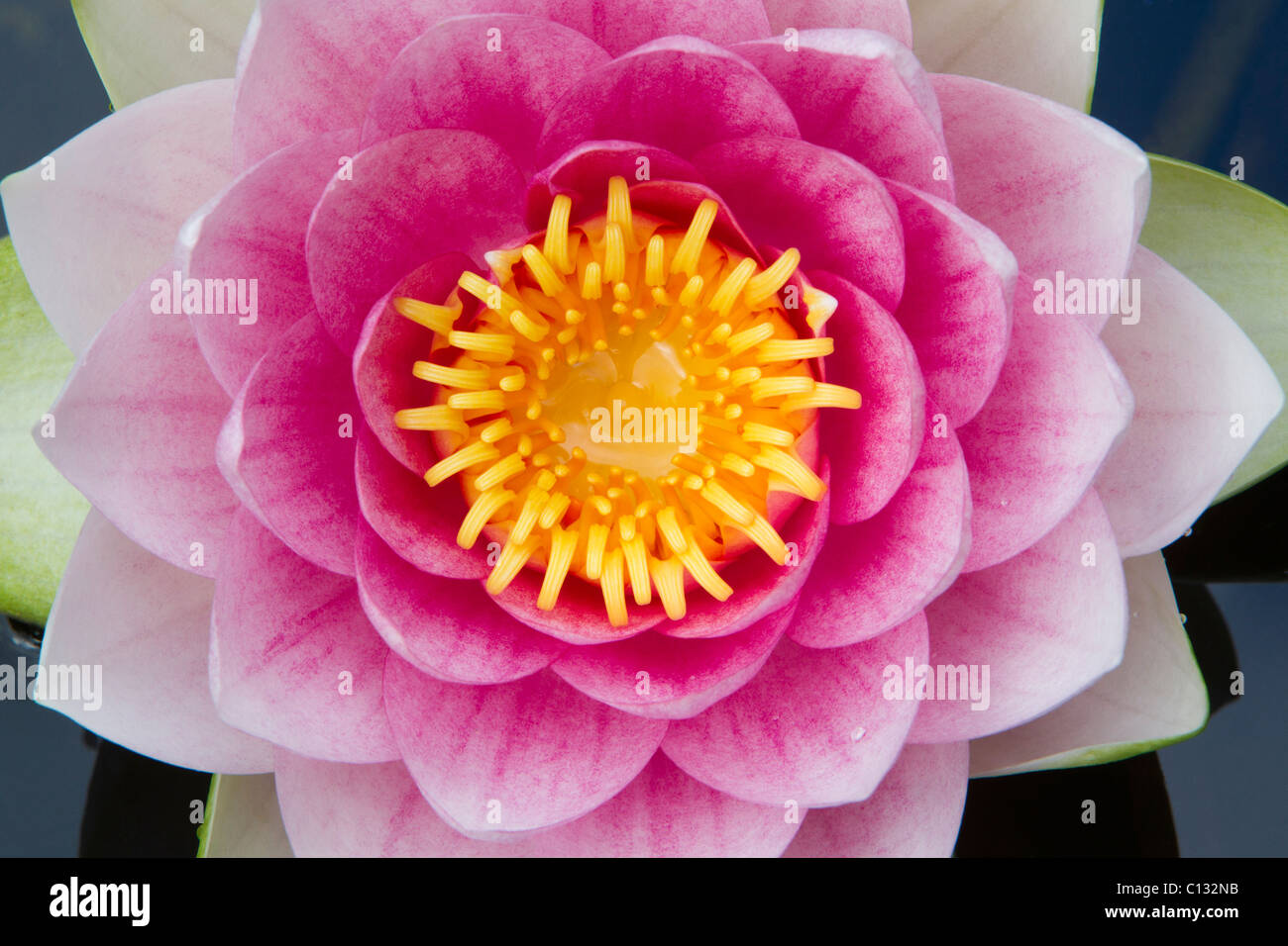 Waterlily, (Nymphaea sp.), blossom in garden pond, Lower Saxony, Germany Stock Photo