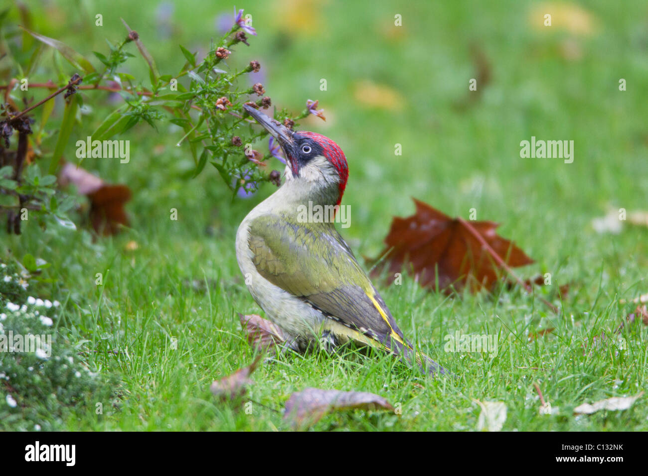 Green Woodpecker (Picus viridus), male on lawn in garden, Lower Saxony, Germany Stock Photo