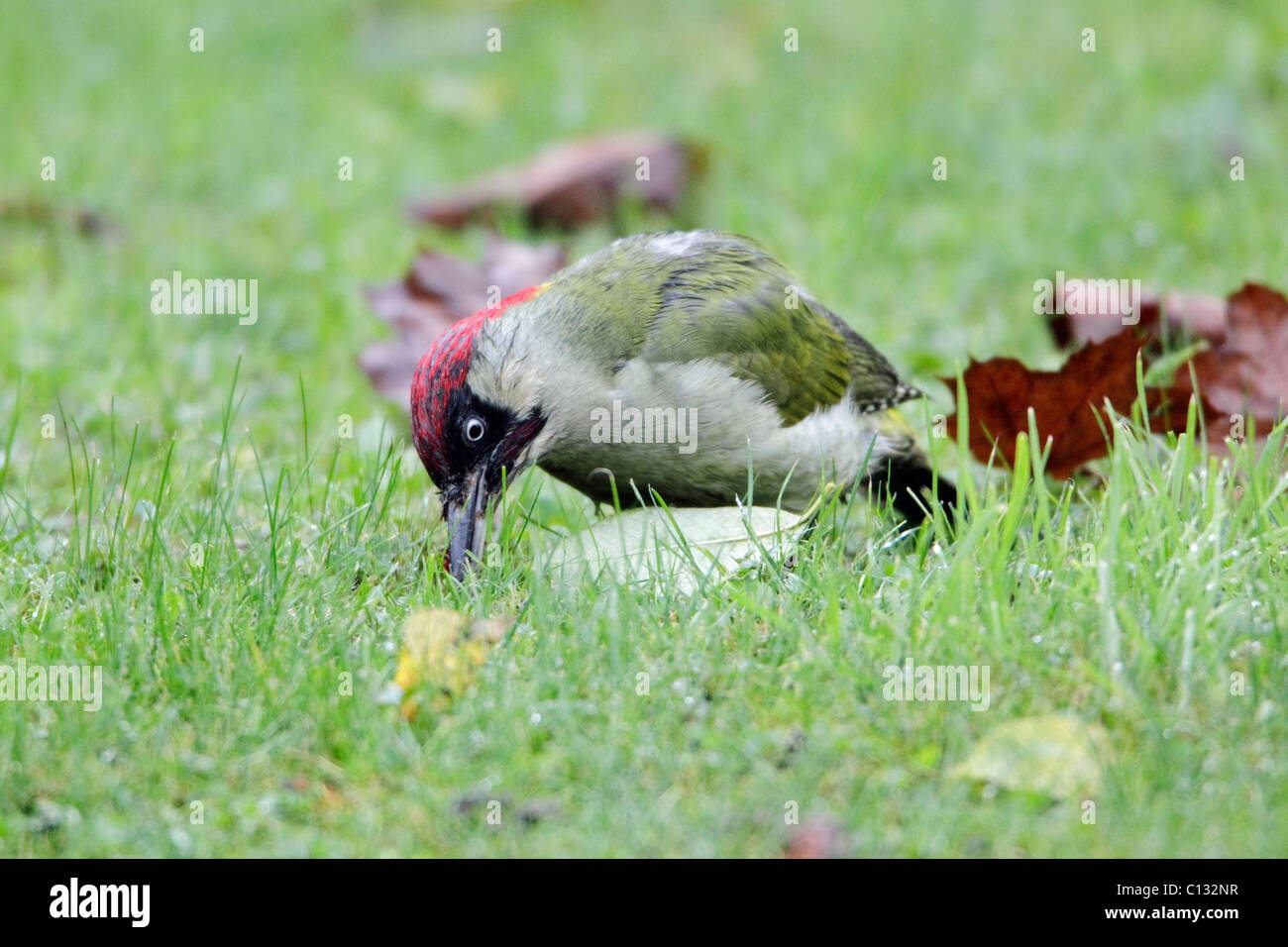 Green Woodpecker (Picus viridus), male feeding on lawn in garden, Lower Saxony, Germany Stock Photo