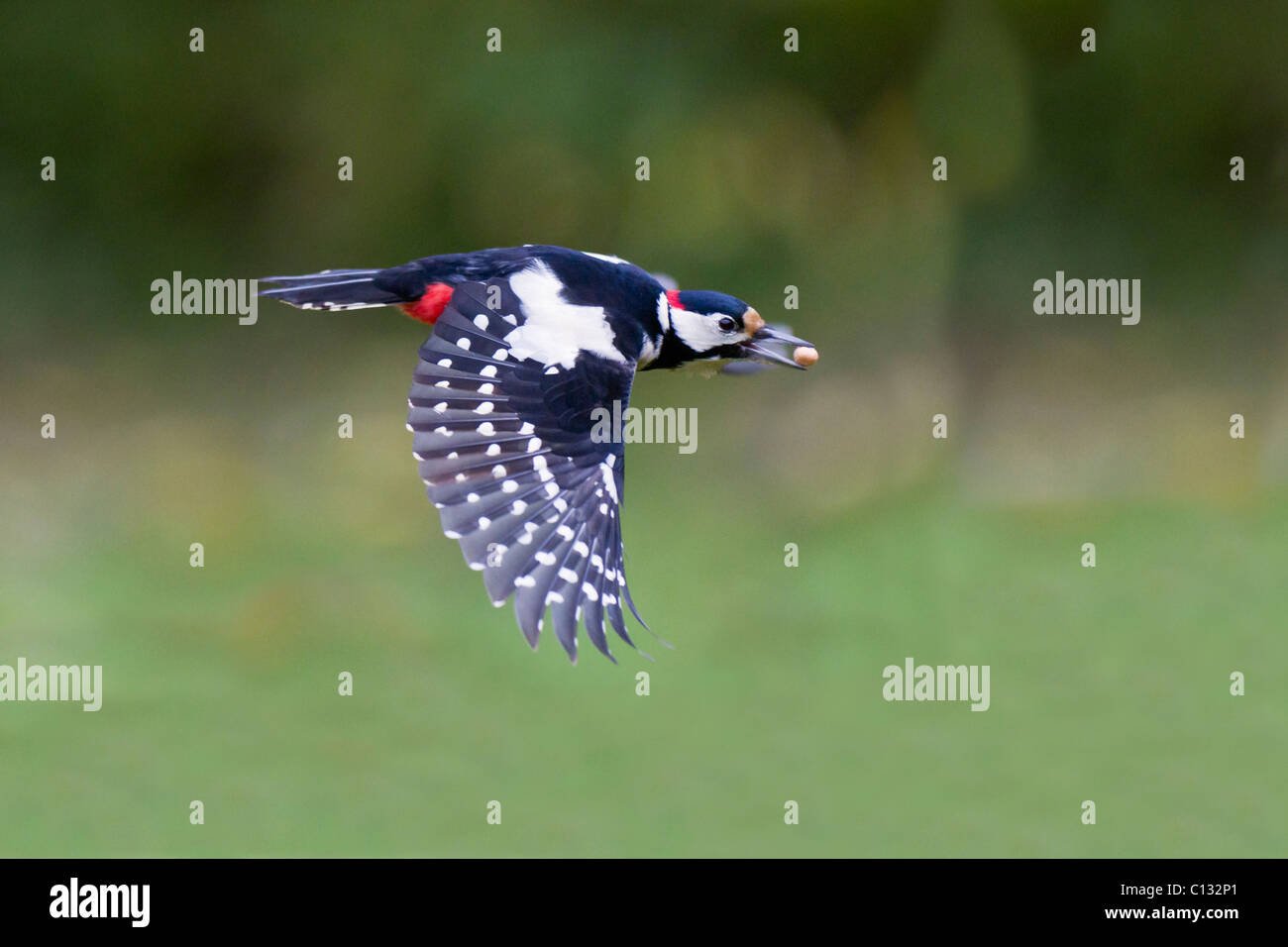 Great Spotted Woodpecker (Dendrocopos major), in flight with nut in beak, Lower Saxony, Germany Stock Photo