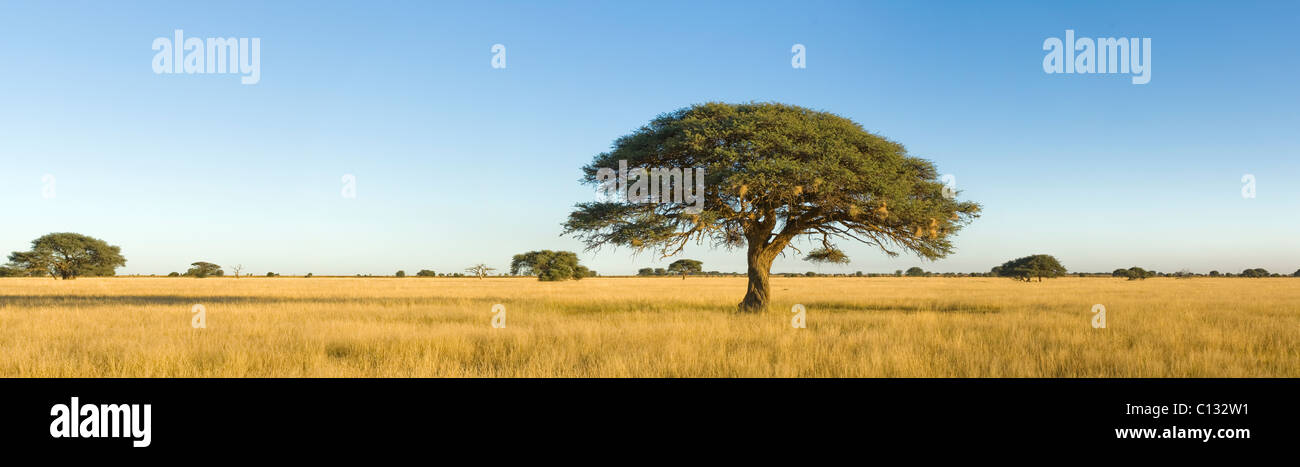 Acacia tree in south africa hi-res stock photography and images - Alamy