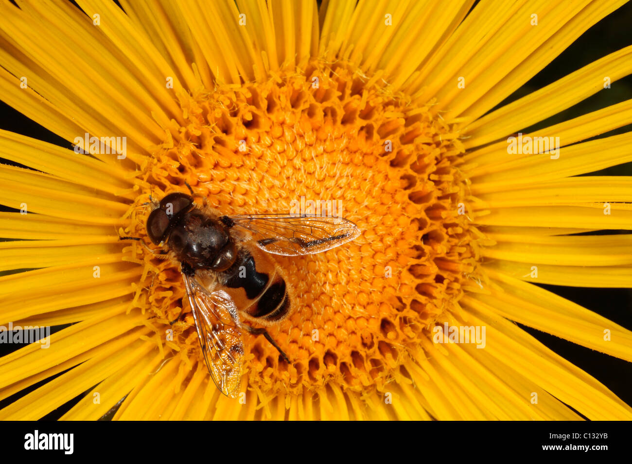 Hoverfly Eristalis sp. male feeding on an Inula flower in a garden. Powys, Wales. Stock Photo