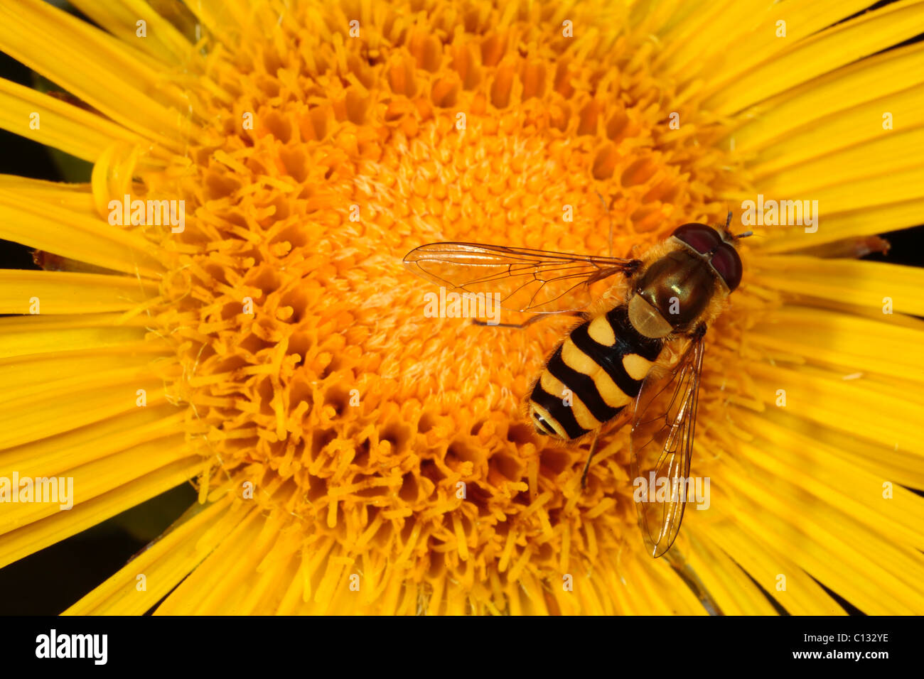 Hoverfly Syrphus sp. male feeding on an Inula flower in a garden. Powys, Wales. Stock Photo