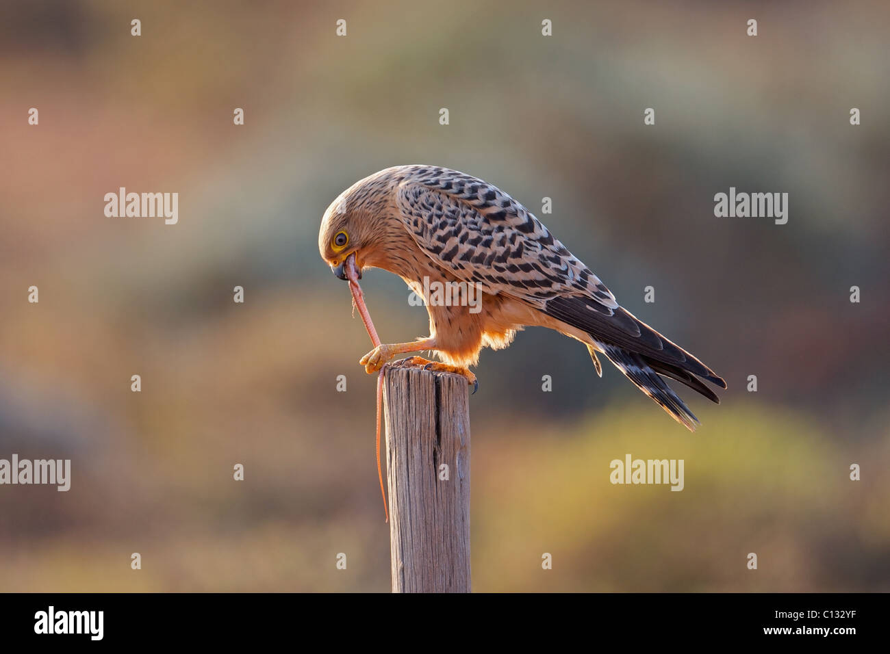 Common Kestrel (Falco tinnunculus) devouring lizard, near Nieuwoudtville, Northern Cape Province, South Africa Stock Photo