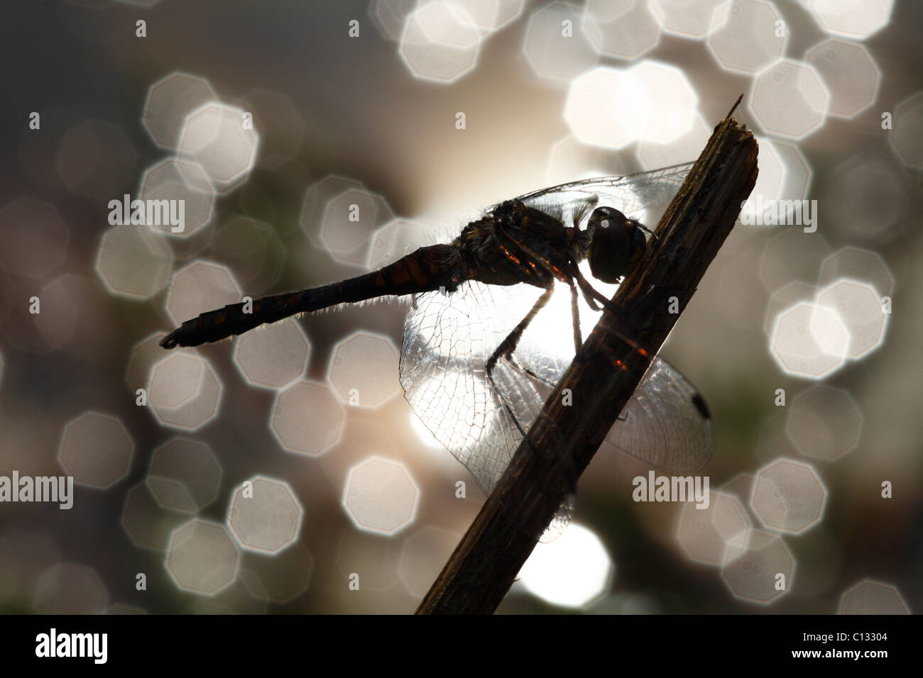 Male Black Darter Dragonfly (Sympetrum danae) on a territorial perch beside a pond. Powys, Wales, UK. Stock Photo
