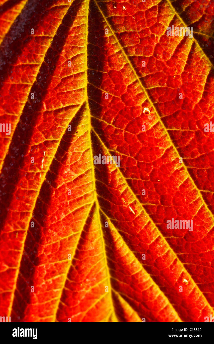 Autumn leaf of of Bramble or Blackberry (Rubus fruticosus agg.) Powys, Wales. Stock Photo