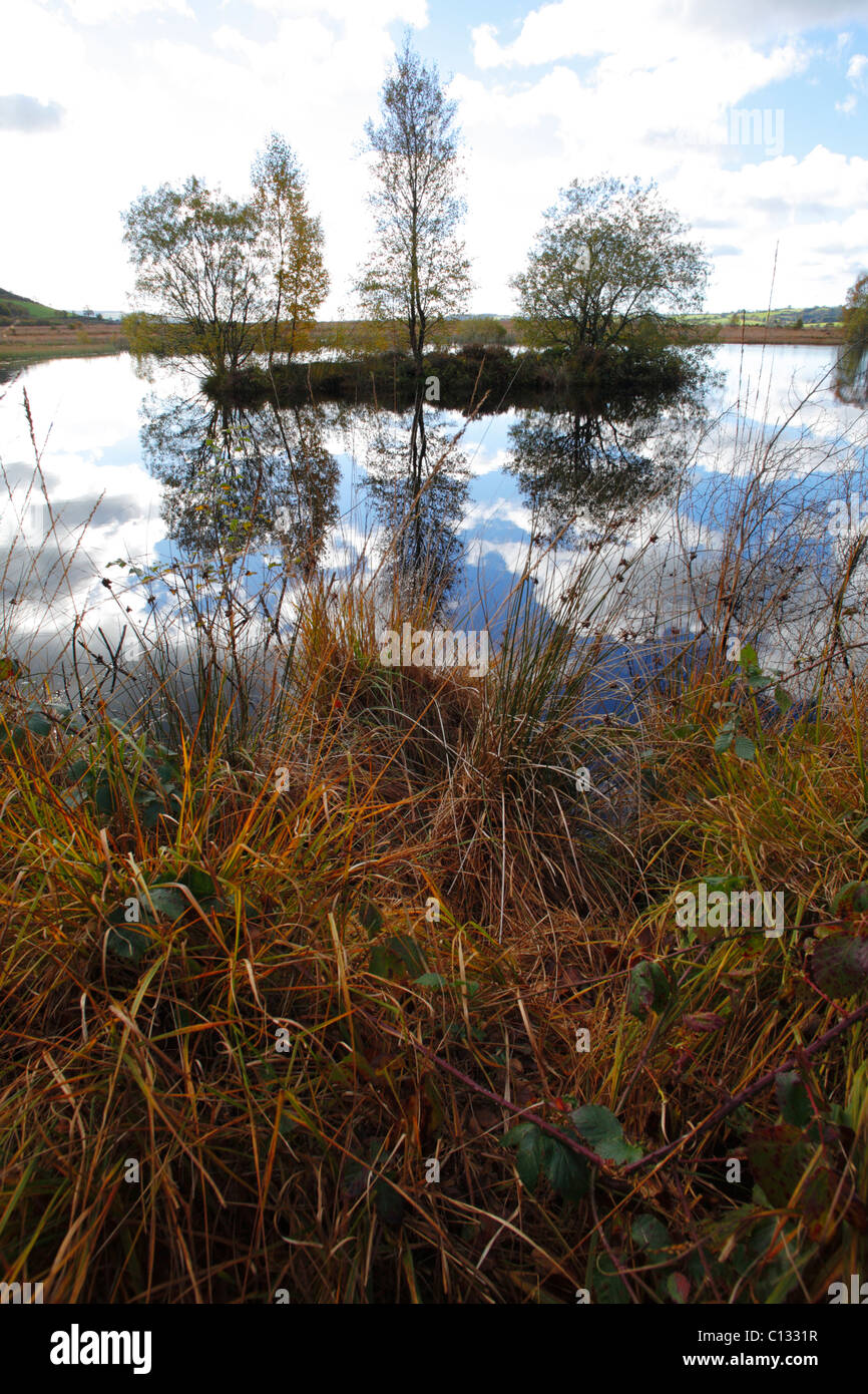 Habitat. Wetland habitat with birch and willow trees etc in Autumn
