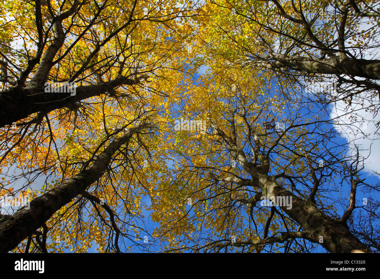 Aspen (Populus tremula) trees with leaves turning yellow in Autumn. Ceredigion, Wales. October. Stock Photo