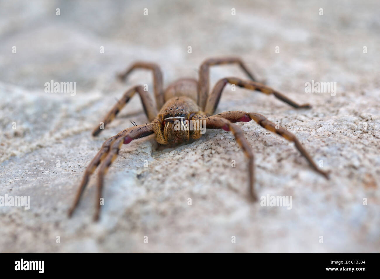 Portrait of spider, Betty's Bay, Western Cape Province, South Africa Stock Photo