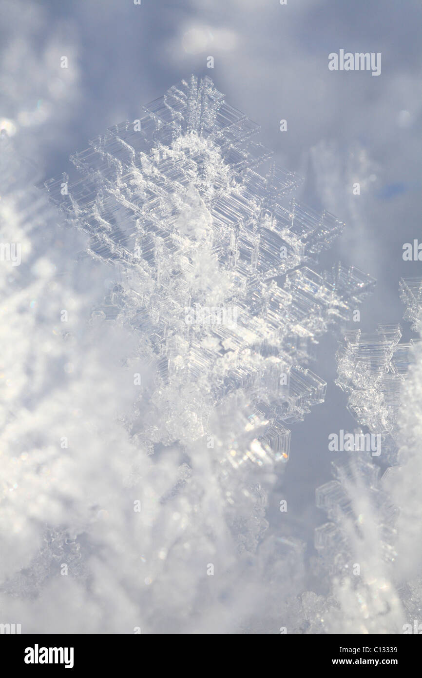Ice crystals growing on a snow surface. Powys, Wales. December. Stock Photo