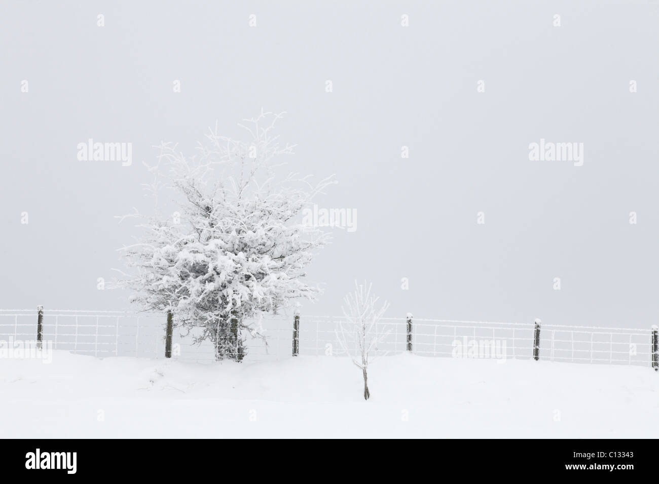 Common Hawthorn (Crataegus monogyna) and a fence after a heavy fall of snow. Powys, Wales. December. Stock Photo