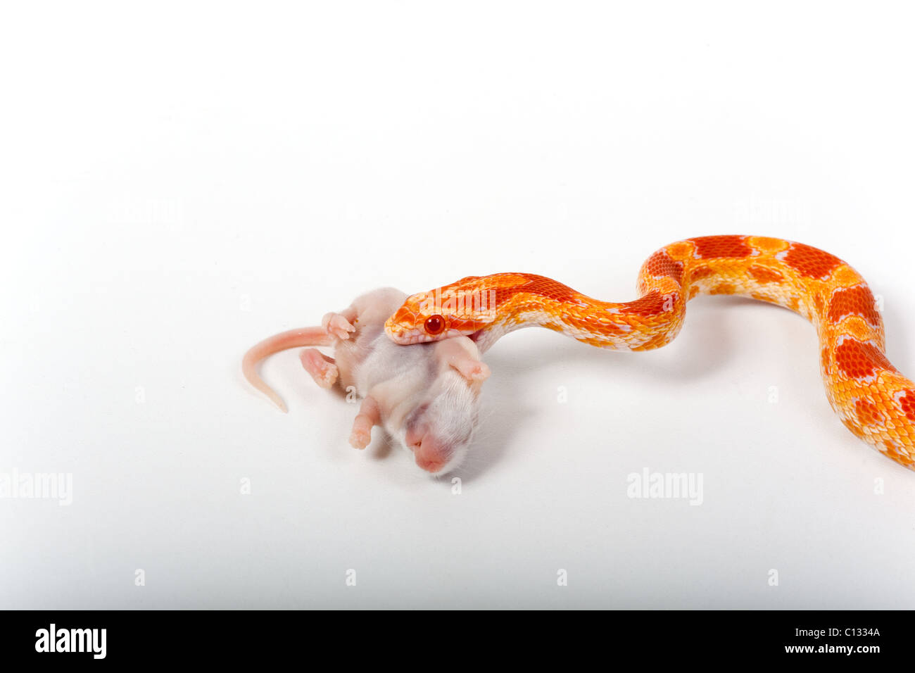 Corn Snake Elaphe guttata guttata eating dead mouse Stock Photo Alamy
