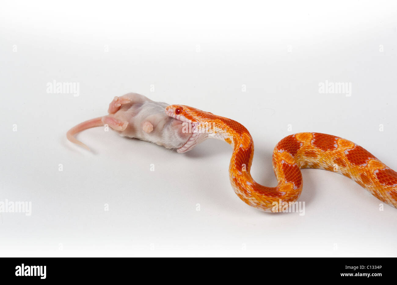 Corn Snake Elaphe guttata guttata eating dead mouse Stock Photo Alamy