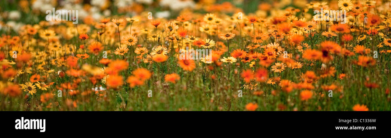A field of daisies welcomes the spring, Kirstenbosch Botanical Gardens, Cape Town, Western Cape Province, South Africa Stock Photo
