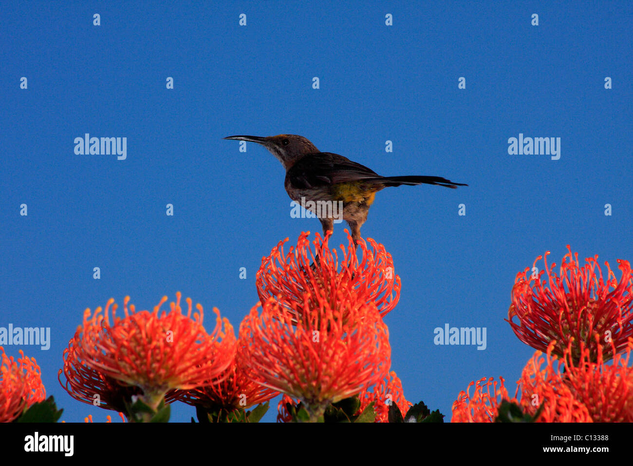 Sugar Bird on Pincushion, Cape Town Stock Photo Alamy