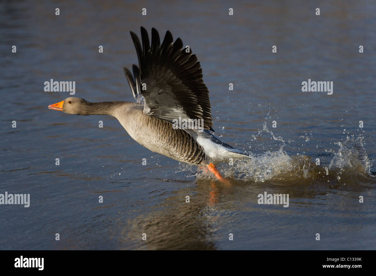 Greylag Geese Anser anser taking off from lake Stock Photo