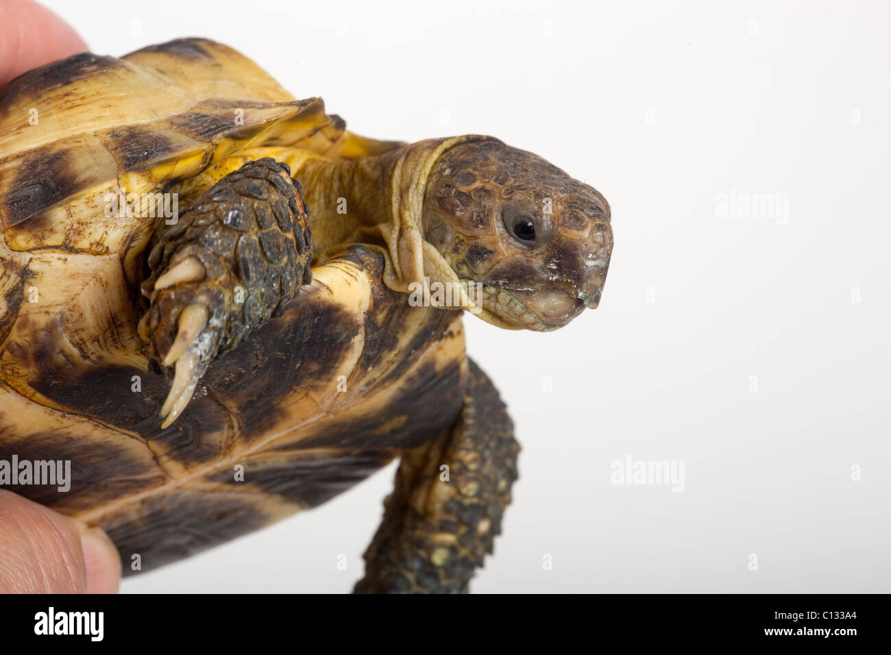 Horsfields Tortoise Testudo horsfieldi Stock Photo