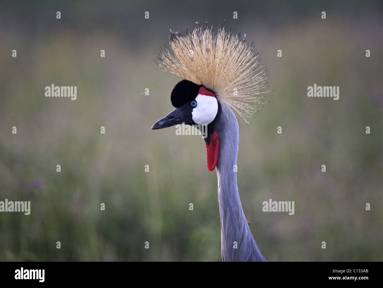 Crowned Crane (Balearica regulorum), Ndutu Marsh, Serengeti, Tanzania Stock Photo