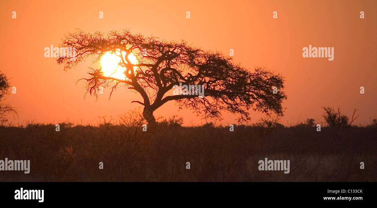 Sunset tree silhouette, Khutse, Botswana Stock Photo
