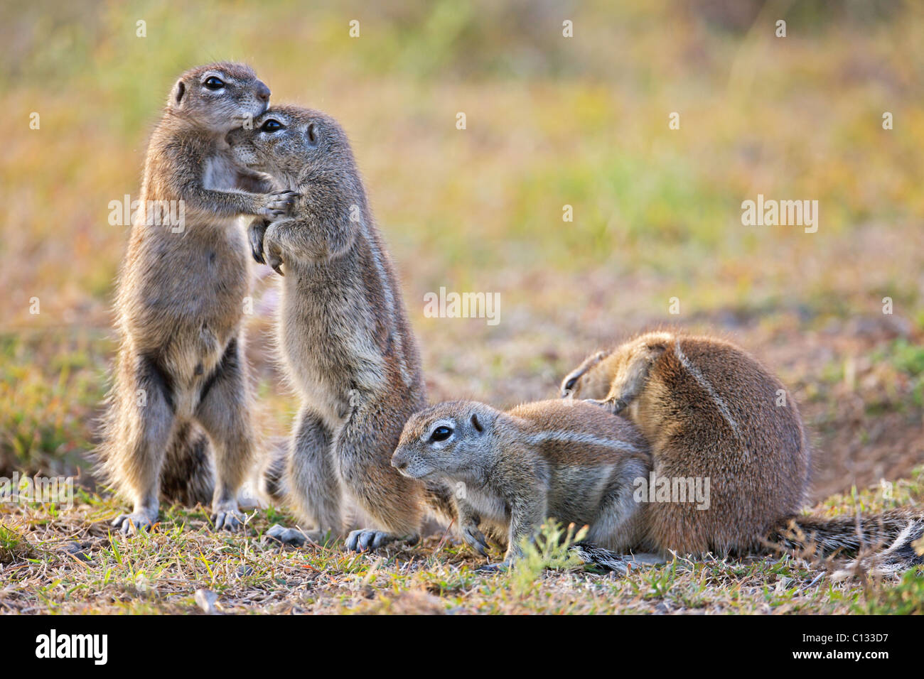 Group of animals foreground hires stock photography and images Alamy