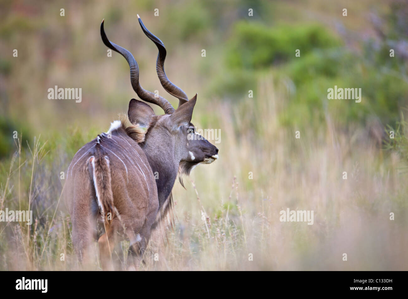 Greater Kudu (Tragelaphus strepsiceros) bull in grass, Mountain Zebra National Park, Eastern Cape Province, South Africa Stock Photo
