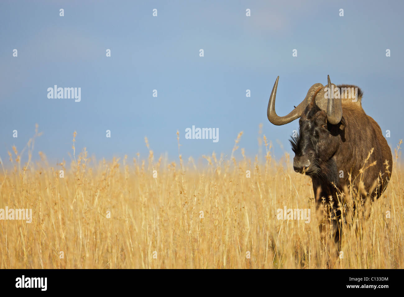 Blue Wildebeest (Connochaetes taurinus) in grasslands, Mountain Zebra National Park,  Eastern Cape Province, South Africa Stock Photo