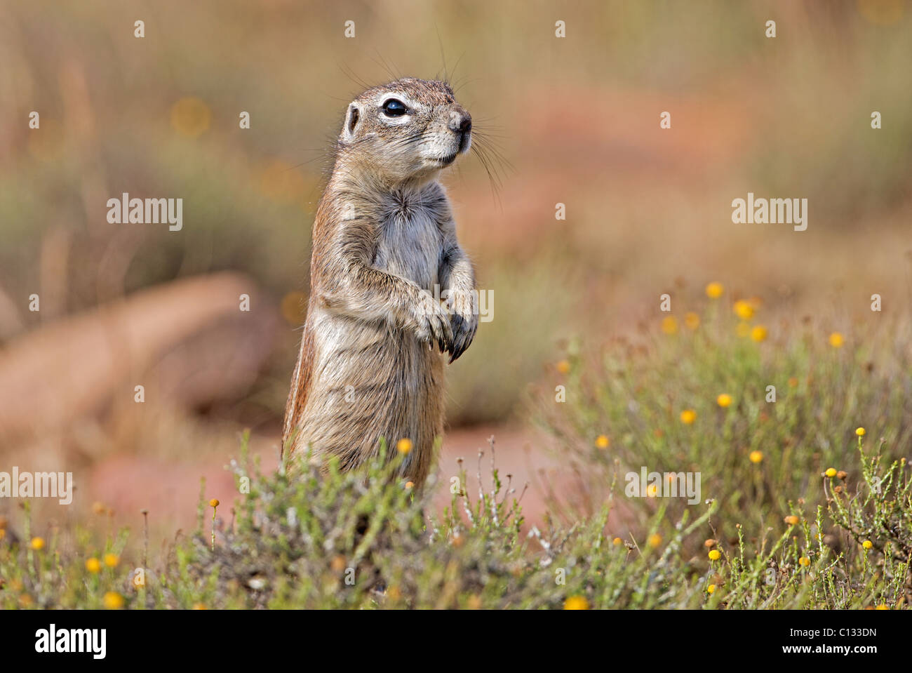 Alert Ground Squirrel, Mountain Zebra National Park, Eastern Cape Province, South Africa Stock Photo