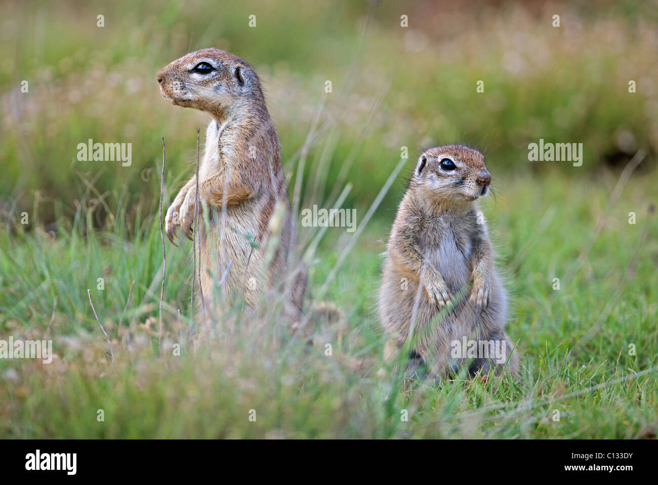 Two alert Ground Squirrels, Jamestown District, Eastern Cape Province, South Africa Stock Photo