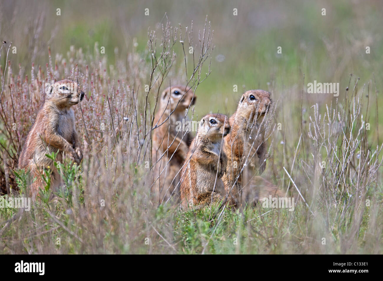 Group of alert Ground Squirrels, Jamestown District, Eastern Cape Province, South Africa Stock Photo