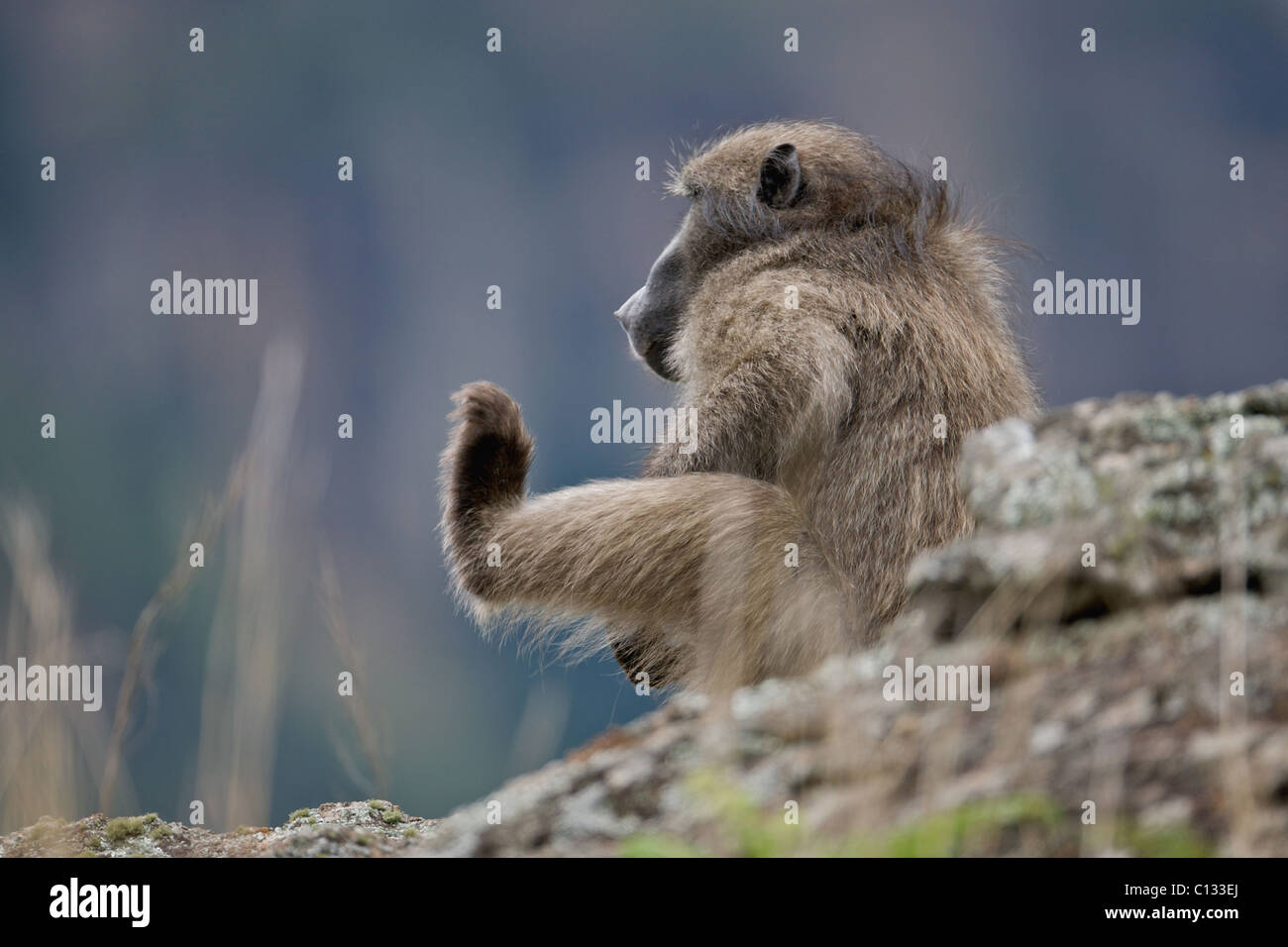 Chacma Baboon (Papio ursinus) scratching itself, Injasuthi, Drakensberg, KwaZulu Natal Province, South Africa Stock Photo