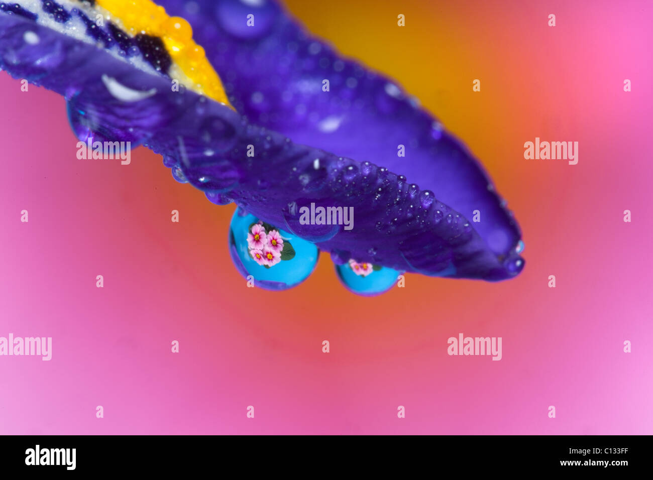 Polyanthus reflected in water droplets Stock Photo