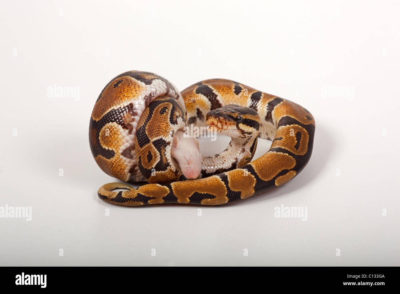Royal Python Python regis eating mouse Stock Photo - Alamy