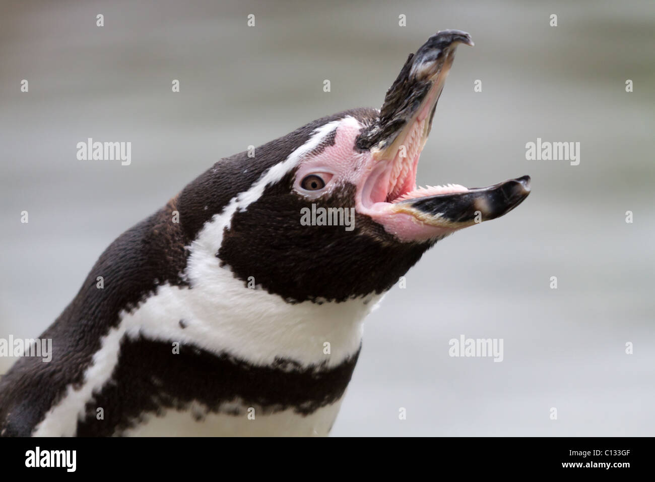 Penguin with opened mouth
