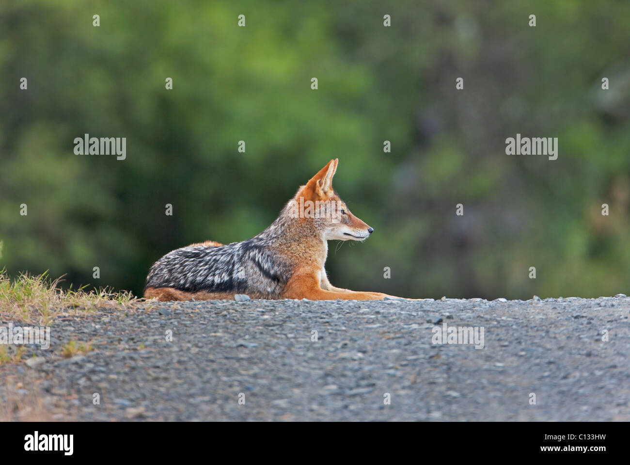 Black-backed Jackal (Canis mesomelas) resting on road, Mountain Zebra National Park, Eastern Cape Province, South Africa Stock Photo