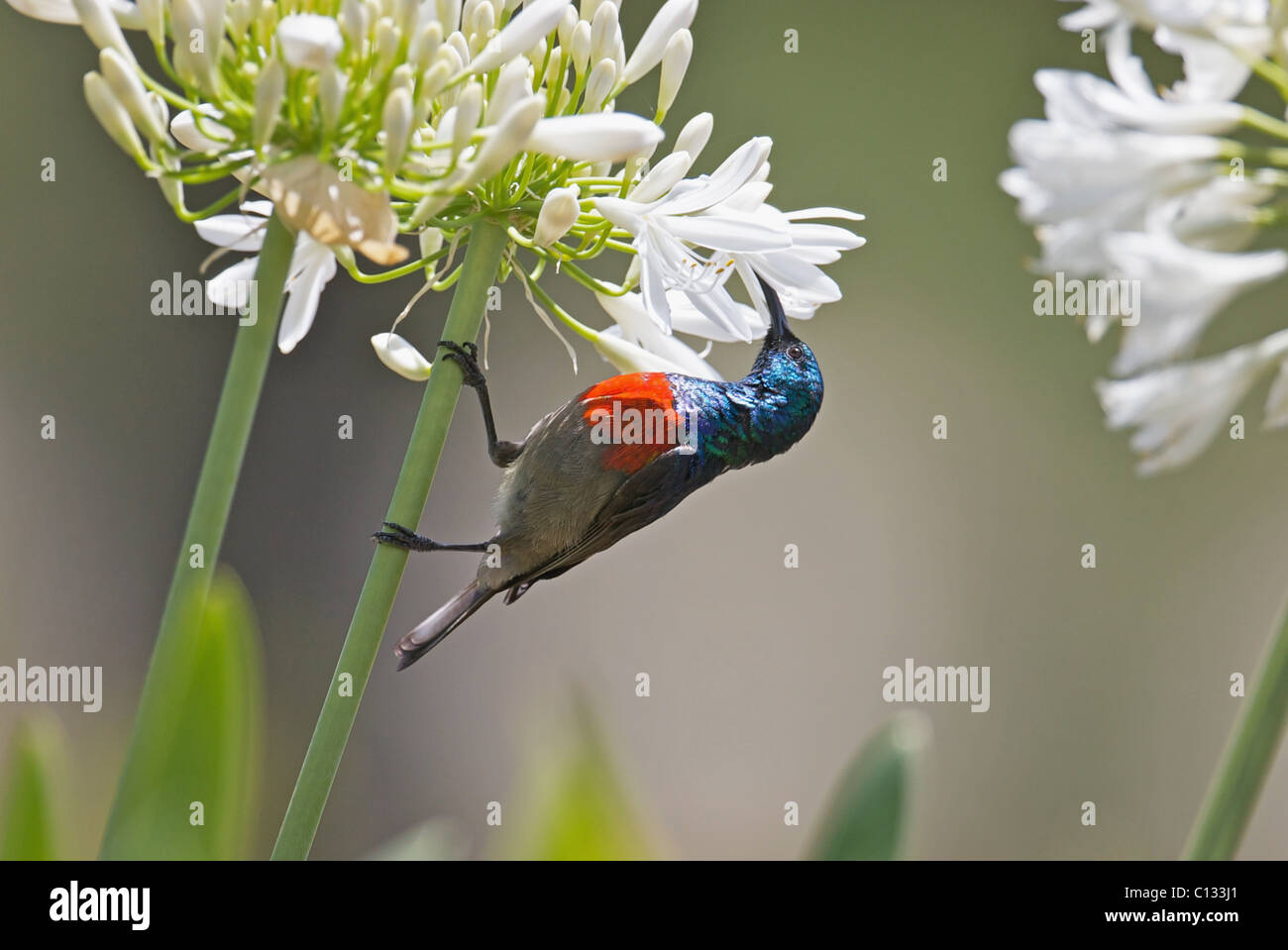 Male Greater Double-collared Sunbird Cinnyris afer feeding on Agapanthus flower in Outeniqua Mountains Western Cape Province Stock Photo