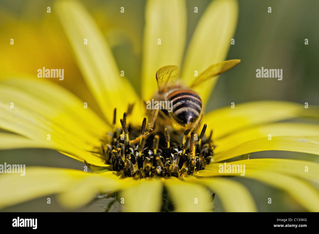 Bee collecting nectar in field of daisies, near Nieuwoudtville, Northern Cape Province, South Africa Stock Photo